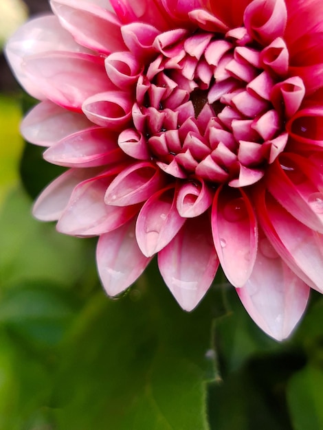 Dahlienblüte nach dem Regen vor dem Hintergrund des Grüns