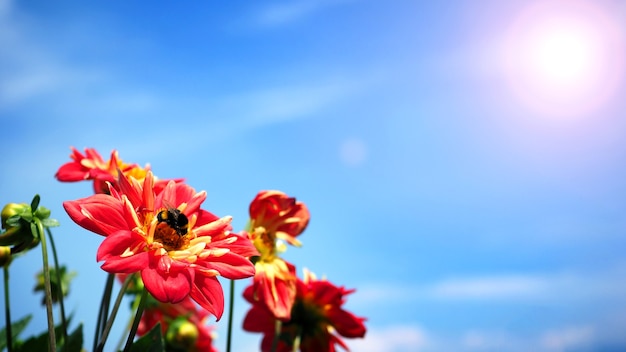 Dahlienblüten in Nahaufnahme oder Makroaufnahmen, die eine leuchtend rote Farbe und einen hellblauen Himmel haben