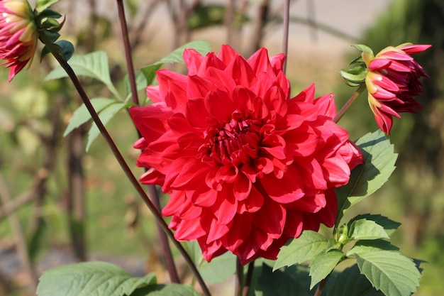 Dahlienblütenblüte schöne rote und rosafarbene Dahlienblüte