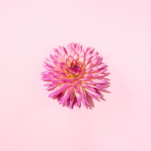 Dahlienblume auf rosa Hintergrund