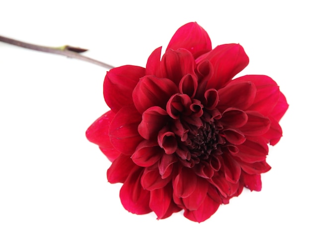 Dahlienblume getrennt auf Weiß