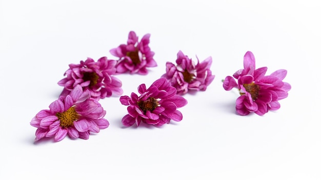 Dahlienblume lokalisiert auf einem weißen Hintergrund