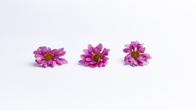 Dahlienblume lokalisiert auf einem weißen Hintergrund