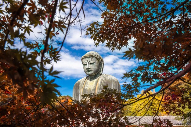 Foto daibutsu ou grande buda de kamakura no templo kotokuin, na prefeitura de kanagawa, japão, com folhas que mudam de cor. é um marco importante e um destino popular para turistas e peregrinos.