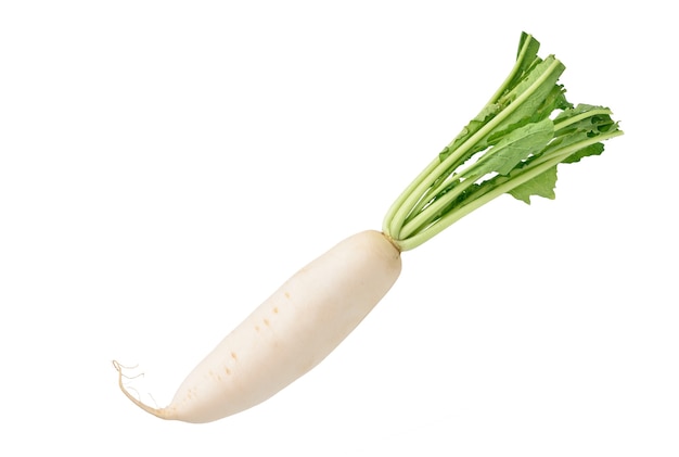 Daikon Rettich isoliert