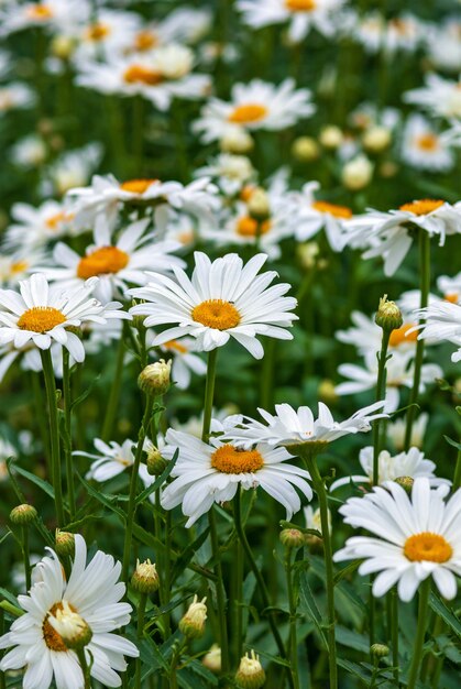 Daisies verão flores silvestres tiro vertical