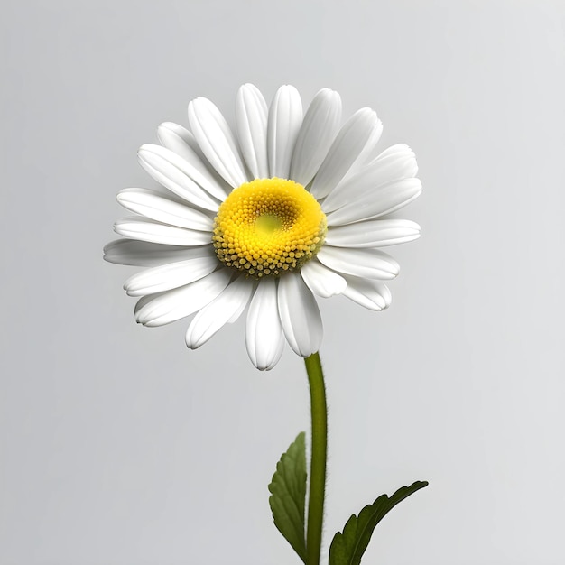 Foto daisy bellis perennis estilo minimalista hiper realista hiper detalhado