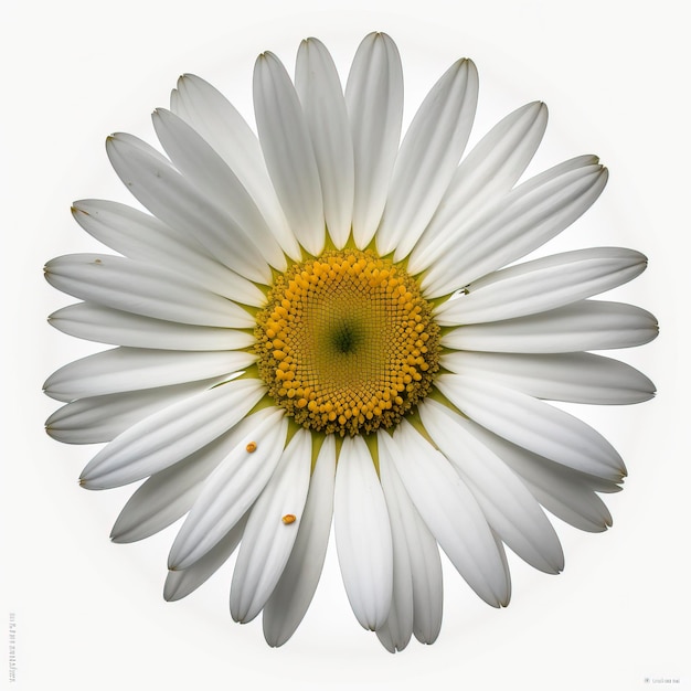 Daisy Blume