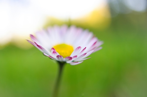 Daisy com muito bokeh em um prado brilhante fora de foco na flor