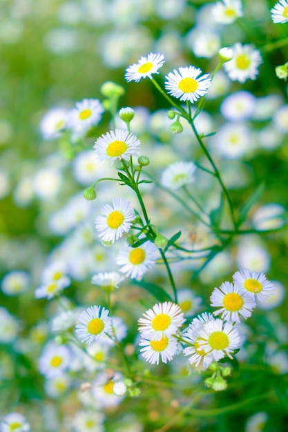 Daisy flor blanca polen amarillo en el jardín de cúmulos