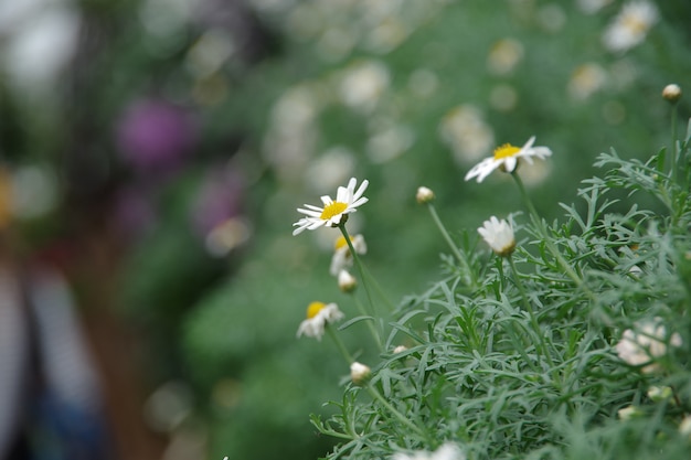 Daisy flower Field natural background Foco desfocado e suave