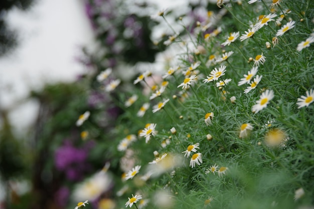 Daisy flower Field natural background Foco desfocado e suave