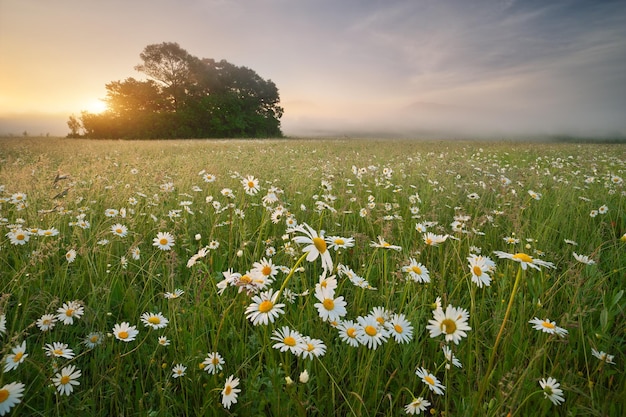 Daisy Meadow na manhã de nevoeiro