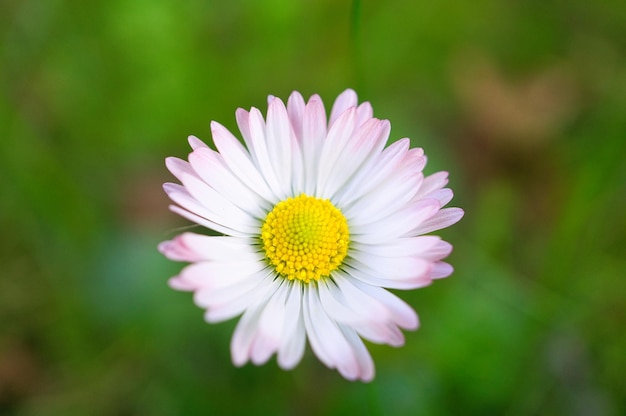 Daisy con mucho bokeh en un prado Centrarse en el polen de las flores