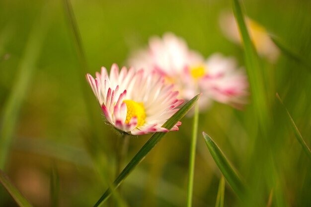 Daisy con mucho bokeh en un prado Flores una detrás de la otra a la vista del suelo