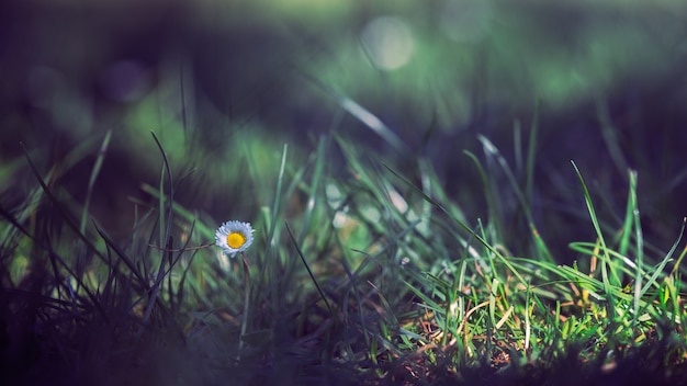 Daisy de Oxeye en el campo al amanecer con fondo borroso.