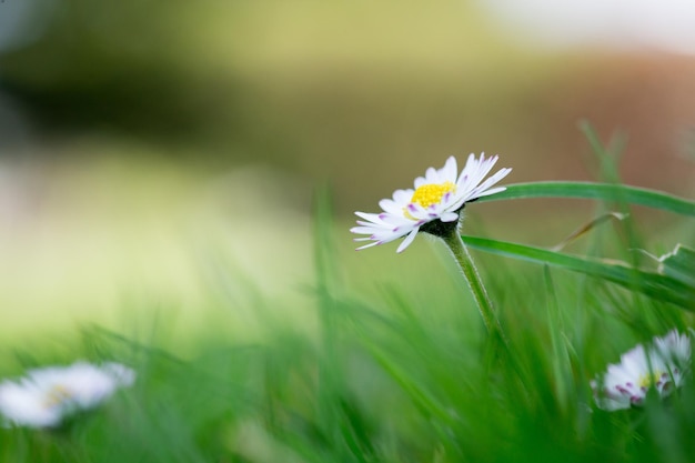 Daisy en primavera Cerrar imagen