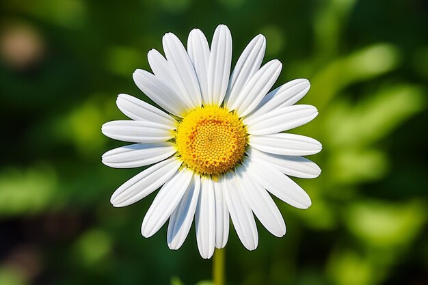 Foto daisy-symphonie in blüte daisy-foto