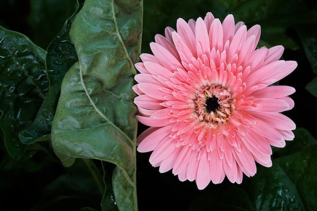 Daisy Transvaal rosa, Gerbera o Daisy africana, la planta de Asteraceae