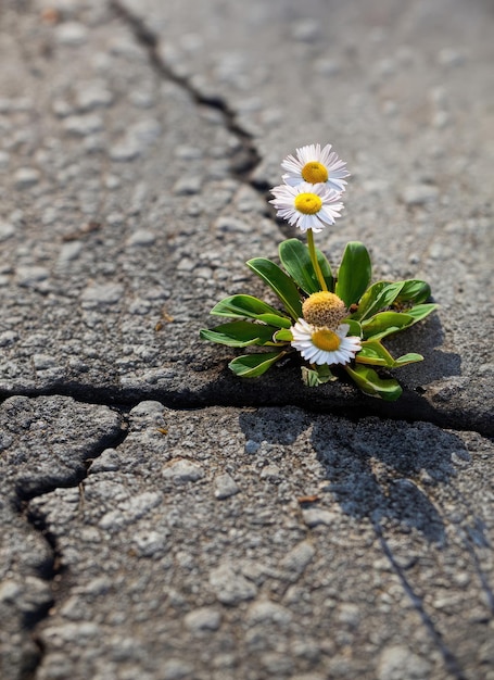 Daisyblüte wächst aus gebrochenem Asphalt