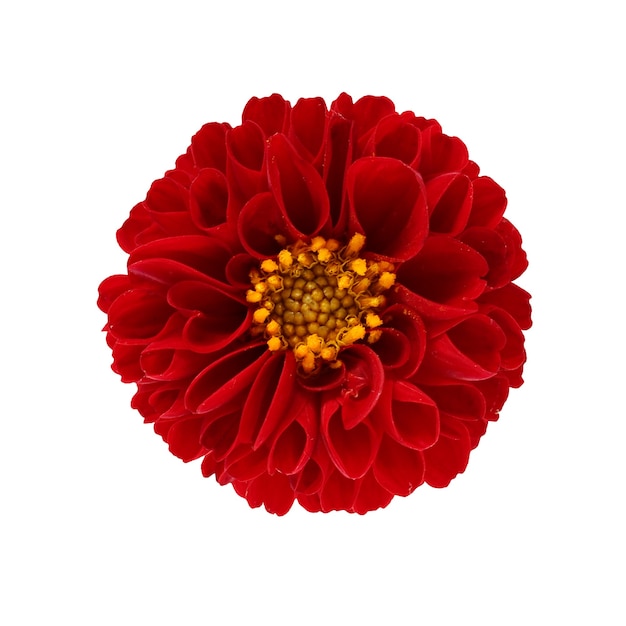 Una dalia aislada en un fondo blanco con un trazado de recorte. una flor con pétalos rojos y un núcleo amarillo, vista superior.