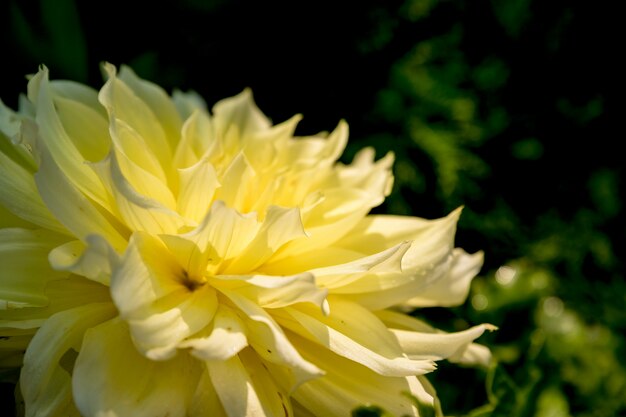 Dalia amarilla Flor de otoño amarillo en la naturaleza verde. patrón geométrico intrincado tarjeta del día de la madre