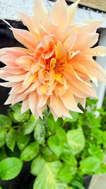 Foto una dalia de color melocotón con un centro amarillo en una olla