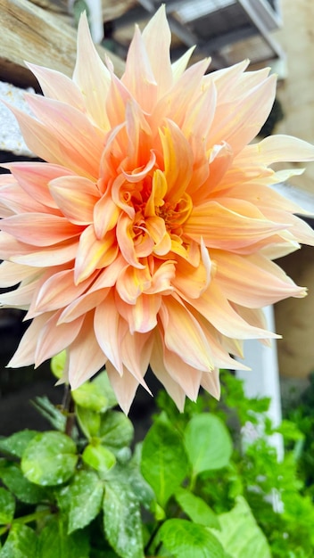 Foto una dalia de color melocotón con un centro amarillo en una olla