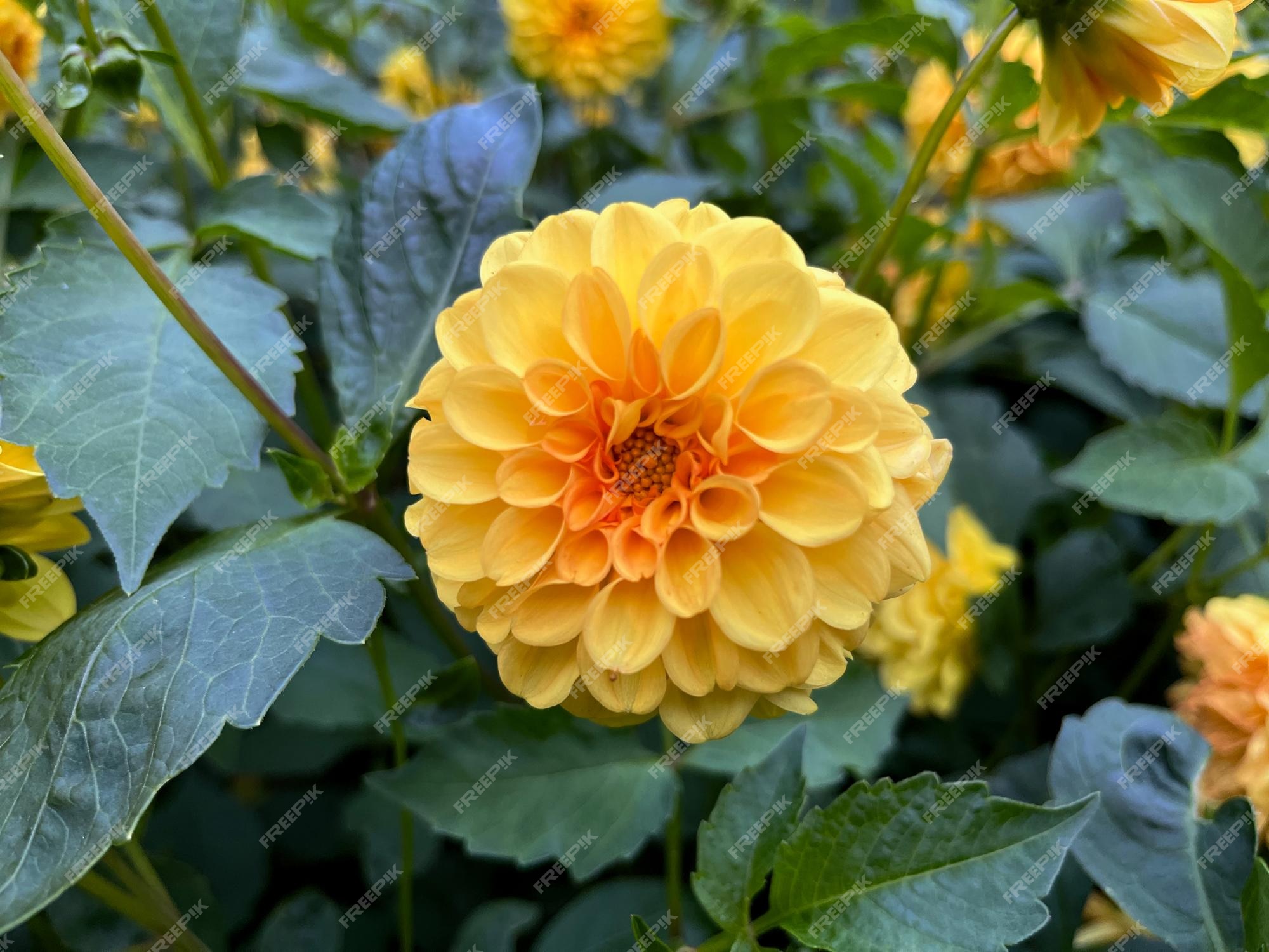 Dália (dahlia pinnata) é um gênero de plantas herbáceas perenes da família  asteraceae | Foto Premium