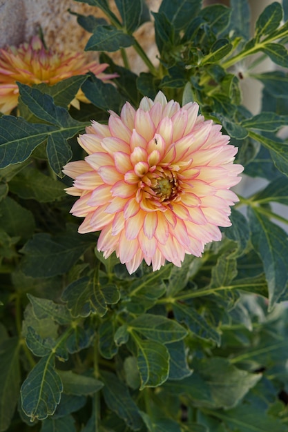 Dália em plena floração com uma mosca descansando em uma pétala