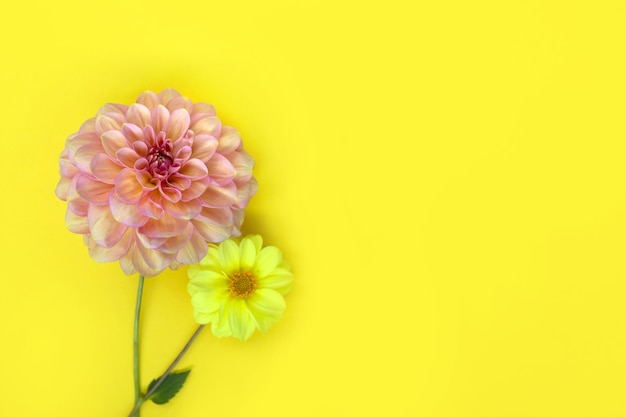Dalia flor rosa y amarilla sobre fondo de papel amarillo copyspace