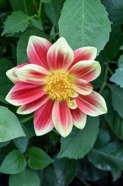 Dália flor roxa e branca Lindas flores de dália de cor roxa e branca Linda dália no jardim