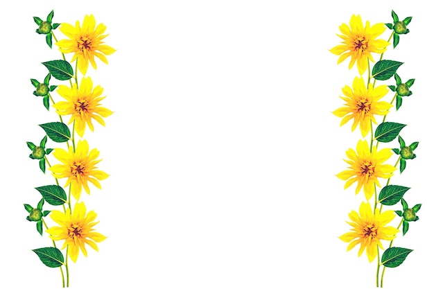 Dalia de flores brillantes y coloridas aisladas en un marco de naturaleza de fondo blanco