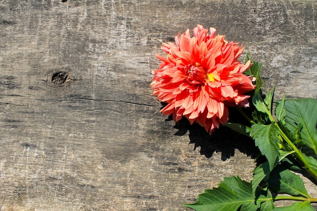 Dalia en el fondo de madera