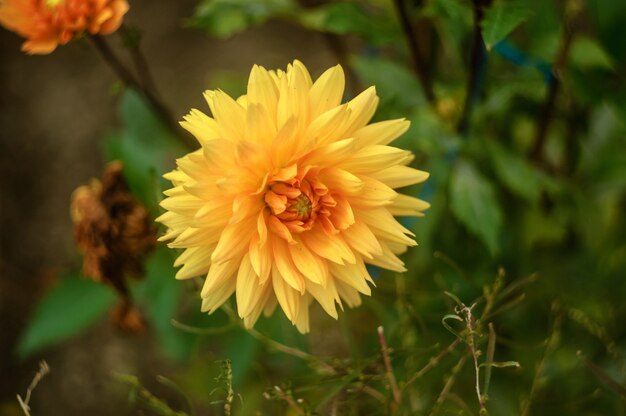 Dália grande amarelo bonito close-up em fundo natural