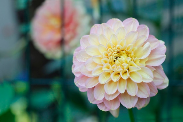 Dália grande flor rosa closeup