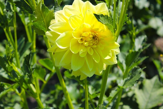 Dalia en el jardín