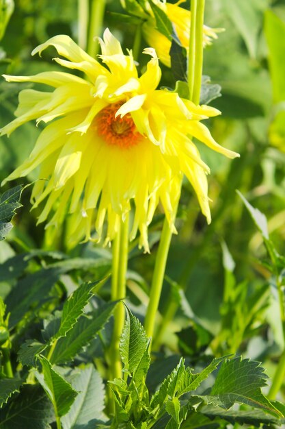 Dalia en el jardín