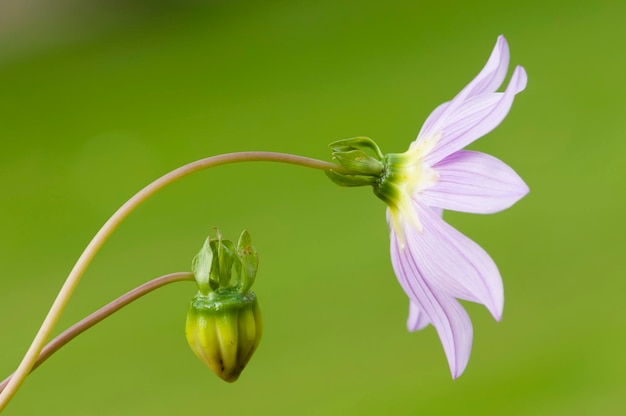 dalia mexicana