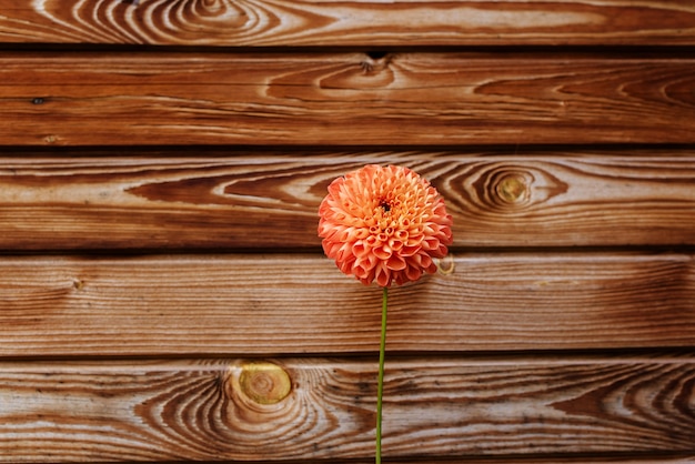 Dalia naranja sobre mesa de madera