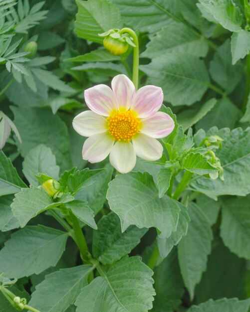 Dalia con pétalos de color blanco cremoso Dalia flor blanca