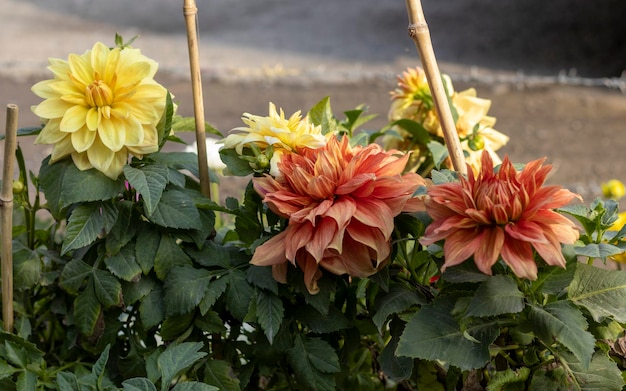 Dália plantas com flores em um jardim