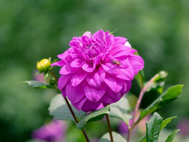 Dalia púrpura de primer plano con abeja en jardín verde fresco