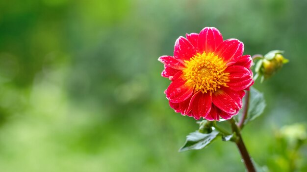 Dalia roja con estambres amarillos sobre fondo verde borroso