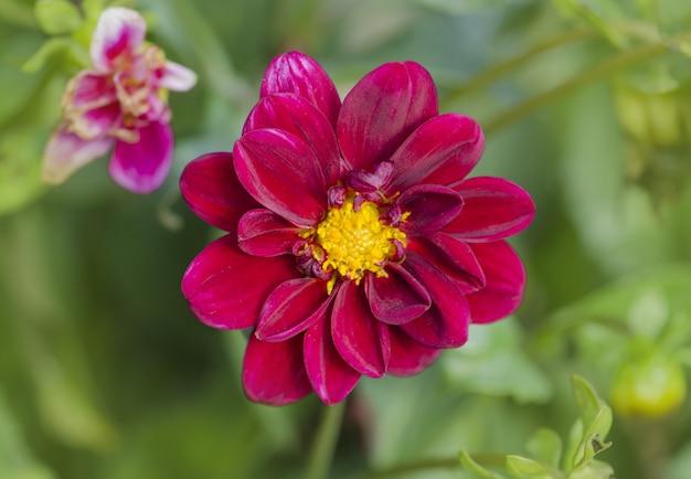 Dalia roja oscura en miniatura