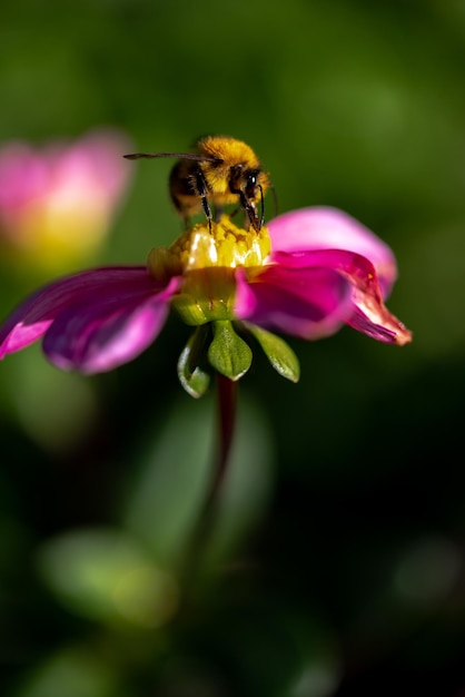 Dalia rosa y abeja melífera