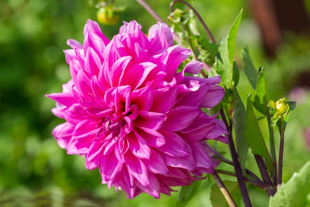 Dália rosa flor em um jardim