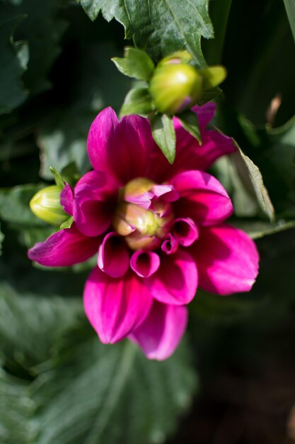 Dália rosa flores no jardim lindas flores de verão com botões asteraceae