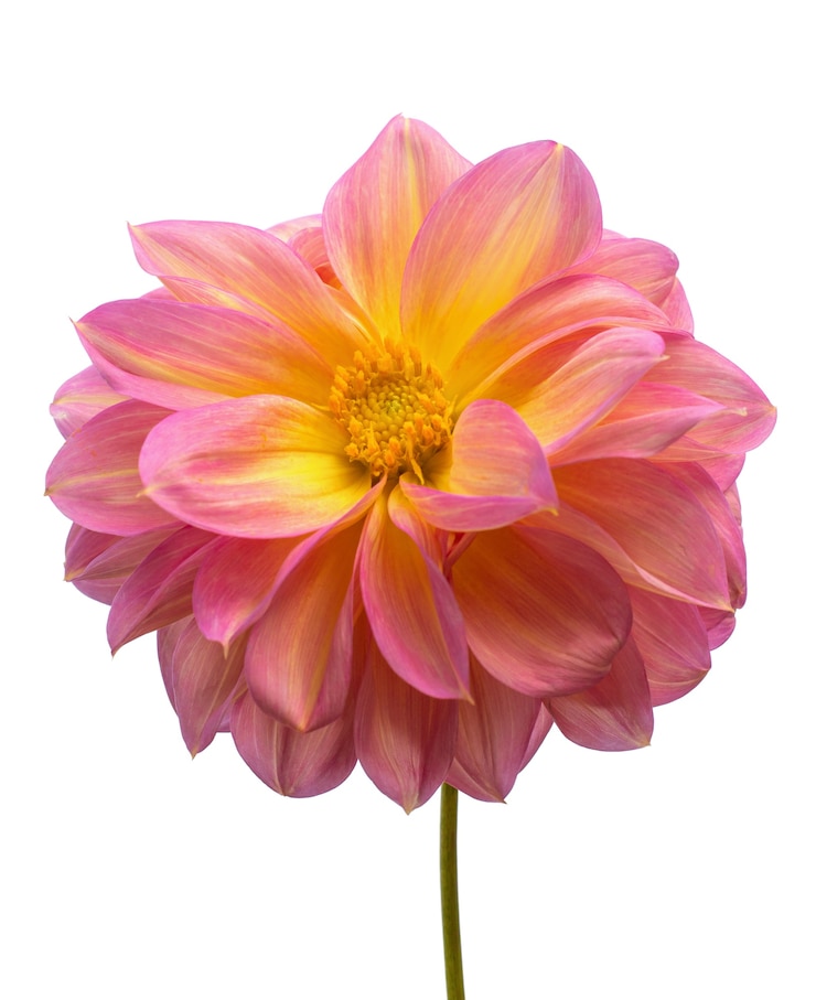 Dália rosa isolada no branco