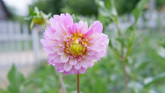 Dalia rosa en el jardín Cabezas de flores pétalos puntiagudos que florecen a finales de verano y otoño